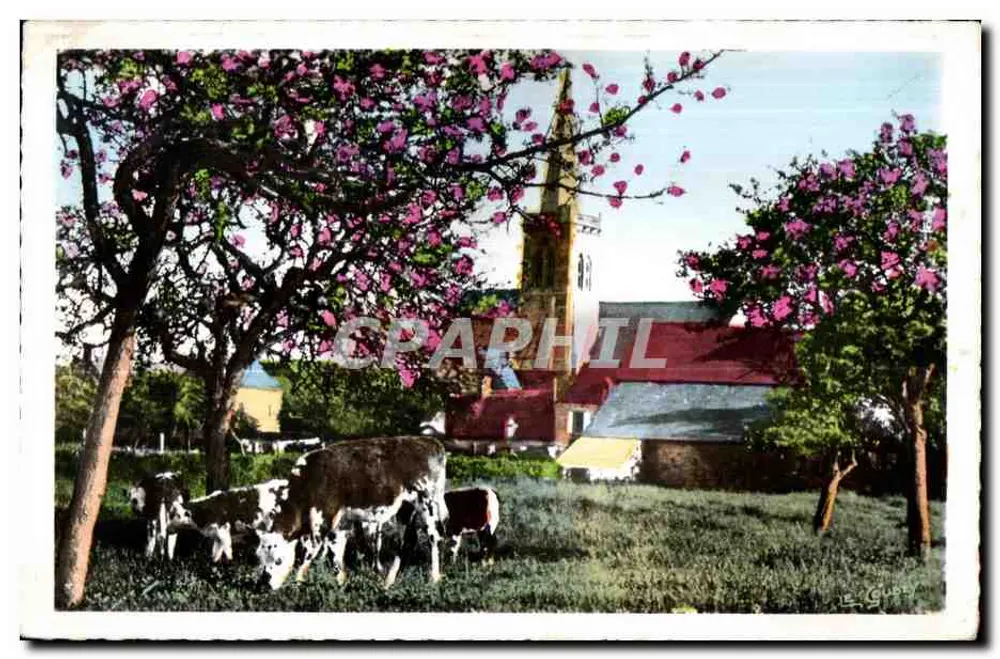 Kirche Sainte-Marie — Frühlingssicht mit Kühen — Verlag C. P. A. P H I L - Vorderseite