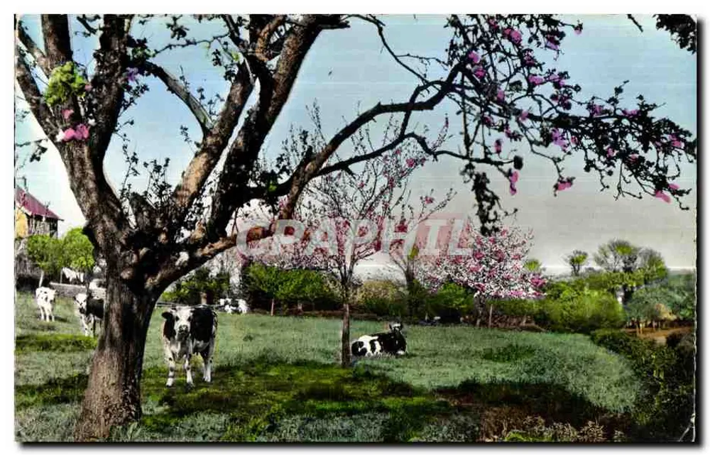 Paisagem rural com vacas sob árvores floridas — Graphphil - Frente