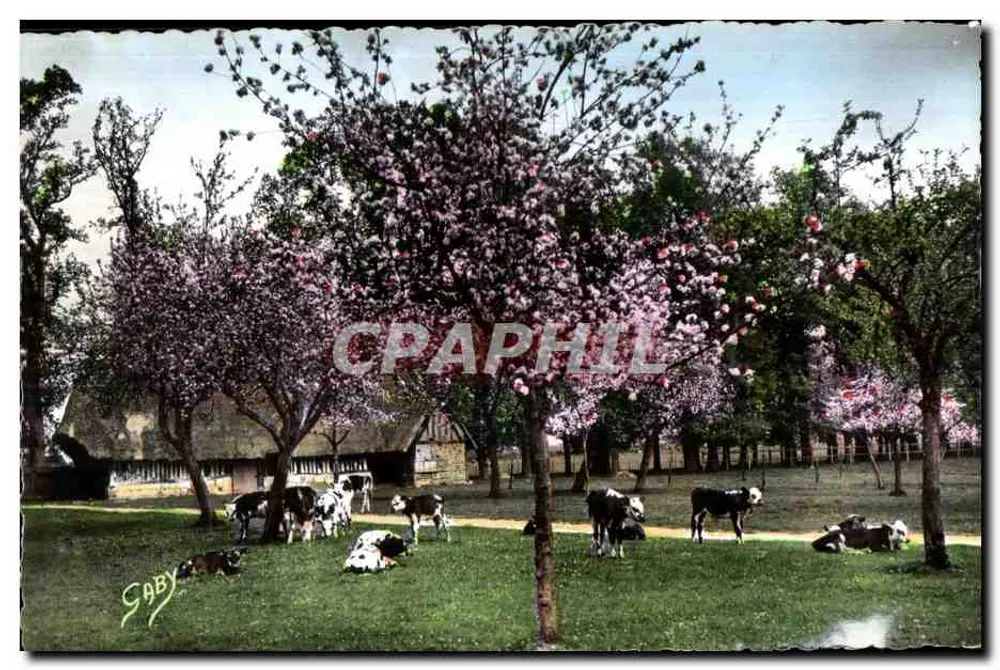 Paisagem pastoral com vacas sob cerejeiras em flor — Saby - Frente