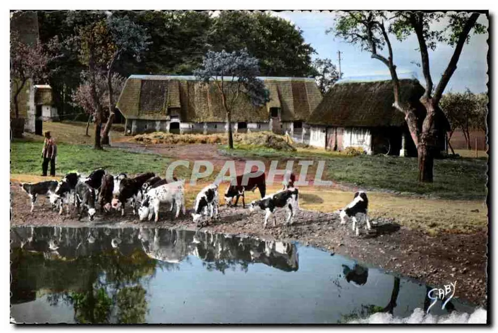 Paisagem rural com vacas perto de um lago — Gaby - Frente