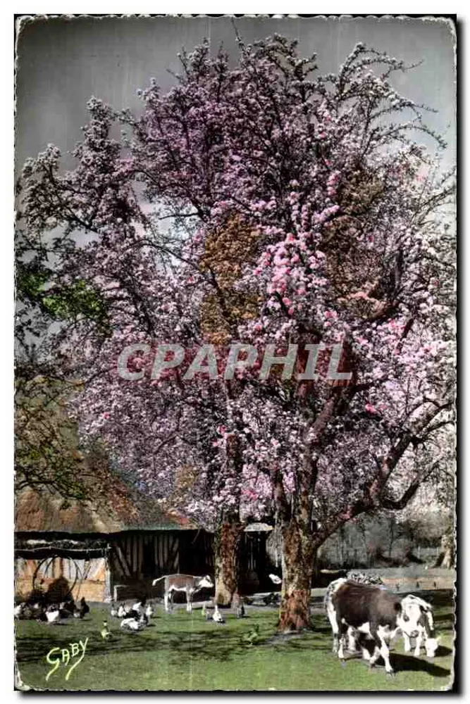 Árvore em flores — vacas e galinhas — Gaby - Frente