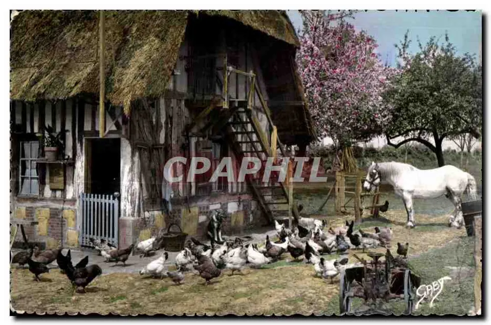Paisagem rural com casa de madeira — cavalo branco e galinhas — editor CABY - Frente