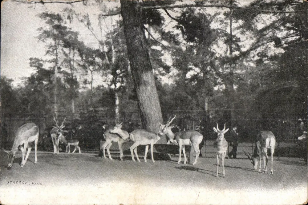 Hirsche in einem Park in Paris — Verlag STAERCK - Vorderseite