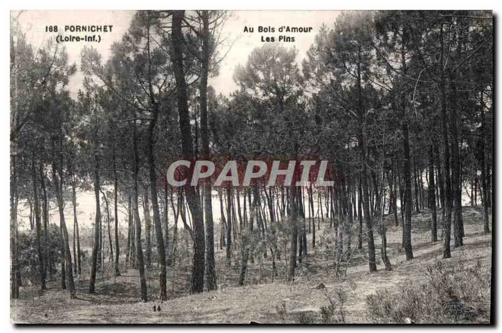 Pornichet (Loire-Inf.) — Im Bois d'Amour, Die Kiefern — F. Chapeau, Nantes - Vorderseite