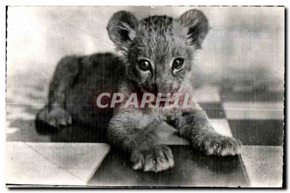 Löwenjunge — Schwarz-Weiß-Foto - Vorderseite