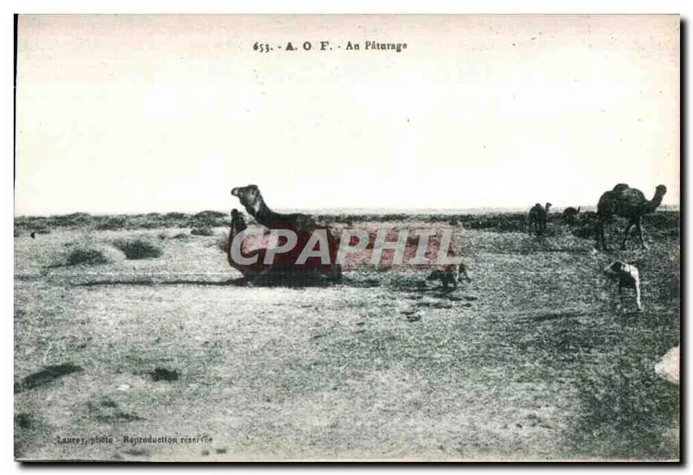 Kamelenweide — Wüste — A. O. F. - An Pâturage - n° 653 - Vorderseite