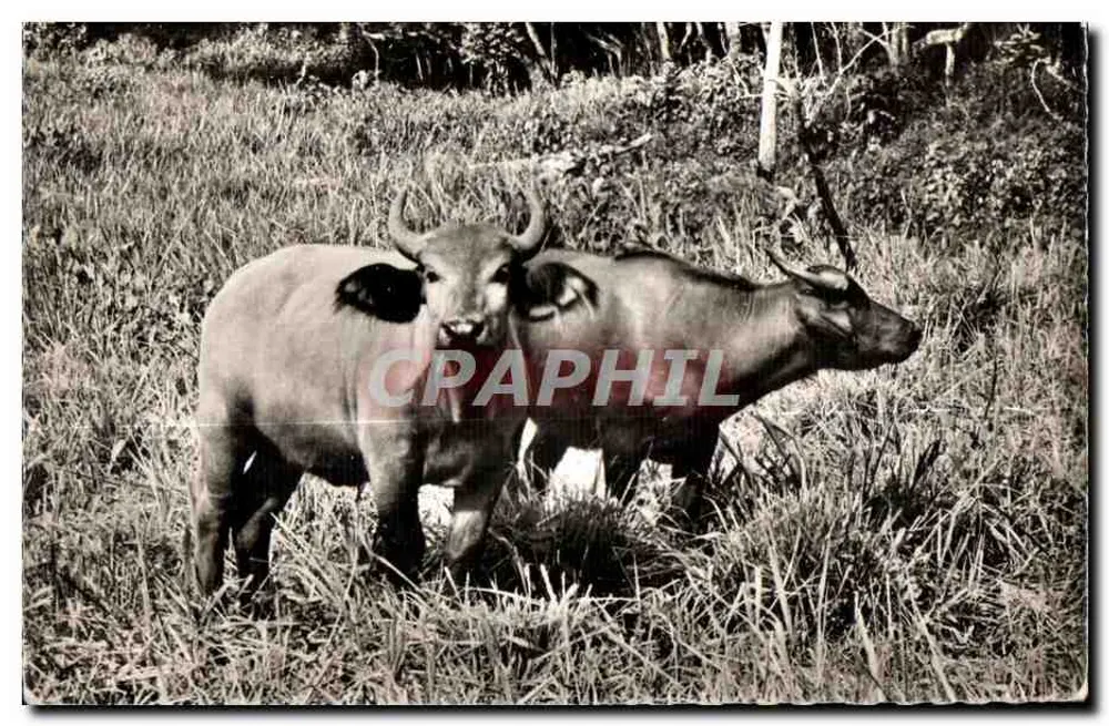 Zwei Bisons auf einem Feld - Vorderseite
