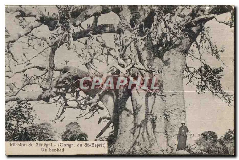 Mission des Senegal - (Kongregation des Heiligen Geistes) Ein Baobab — Phototypie J. Bricard - Vorderseite