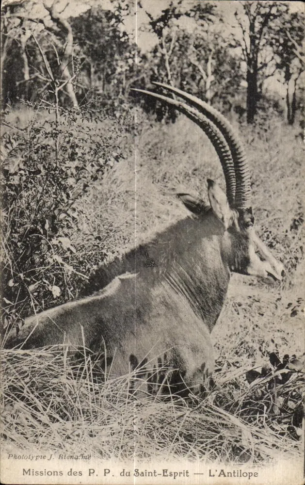 Das Antilope — Missionen der P. P. des Heiligen Geistes — Phototype J. Blenamé - Vorderseite