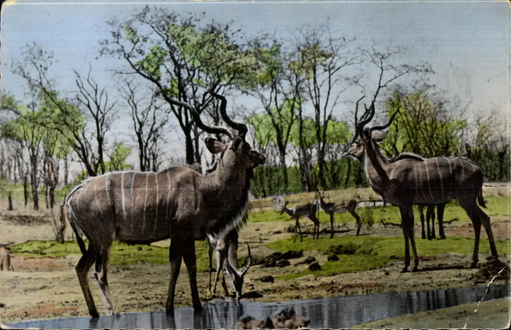 Grands Koudous — Fauna Africana — Livraria Constantin - Frente
