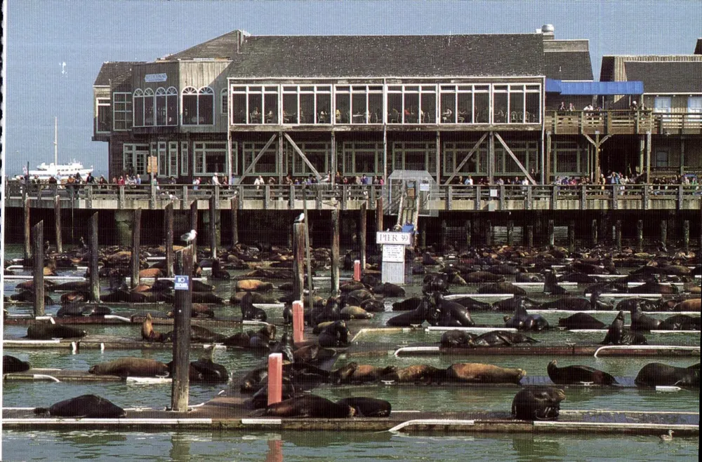 Califórnia, leões-marinhos no Pier 39 — Lawson Mardon Post Card - Frente