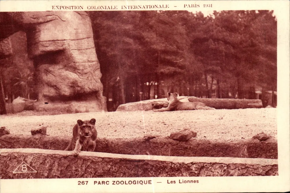 Zoo-Park — Die Löwinnen — Internationale Kolonialausstellung — Paris 1931 - Vorderseite
