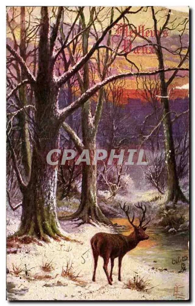 Dzik w zimowym lesie — praca Gillette — wydawca Tuck's Post Card - Awers
