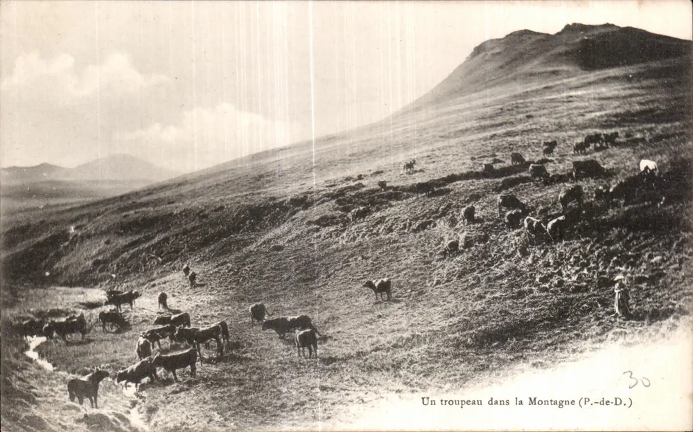 Ein Rindviehherd in den Bergen — (P.-de-D.) — P. de D. (Pierre de Dôme) - Vorderseite