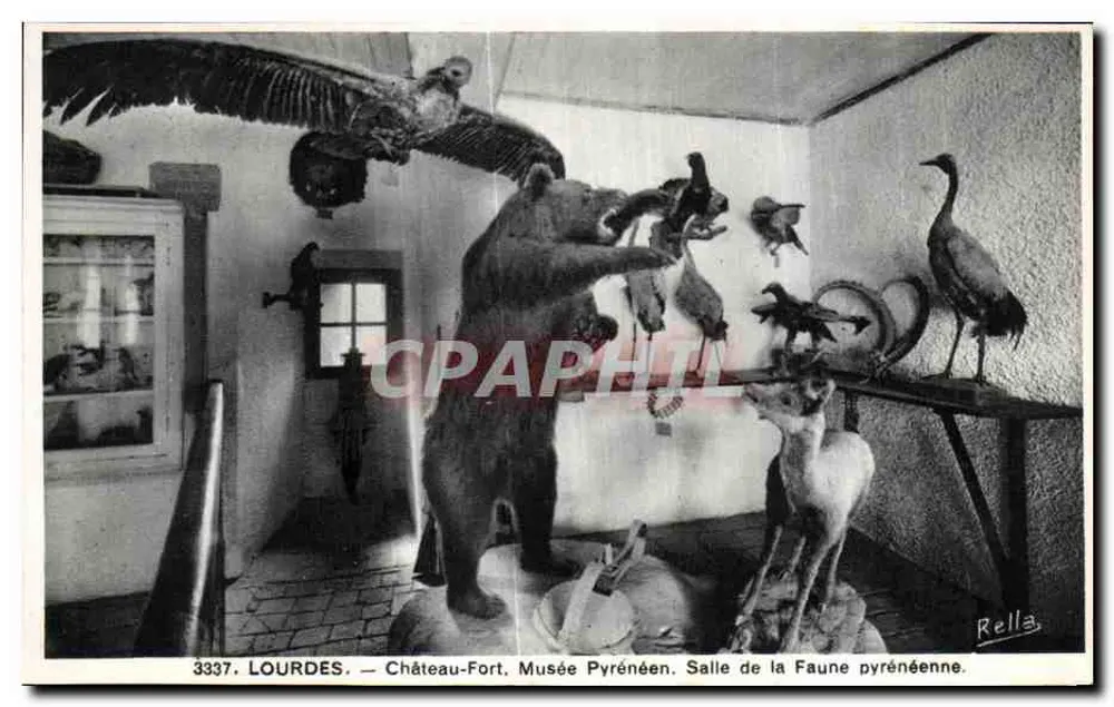 Lourdes — Schloss-Festung. Pyrenäen-Museum. Saal der pyrenäischen Tierwelt — Rella, n° 3337 - Vorderseite