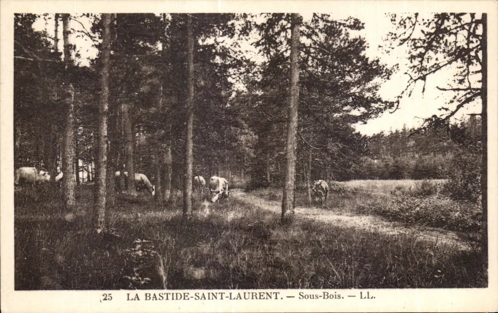 La Bastide-Saint-Laurent — Sous-Bois — L.L. - Frente
