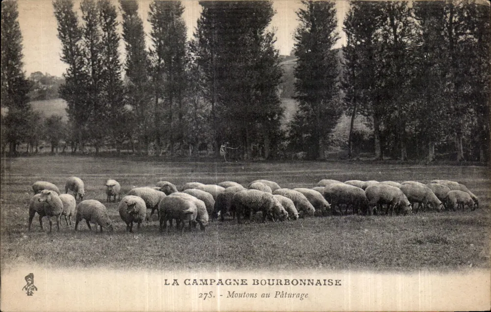 Die Bourbonnais-Landschaft — Schafe auf der Weide — 27S - Vorderseite