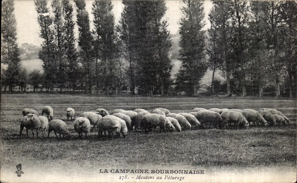 Schafe auf der Weide — LA CAMPAGNE BOURBONNAISE 278. - Vorderseite