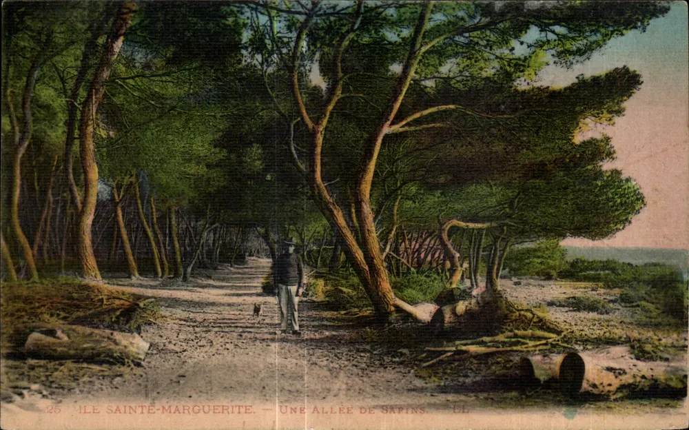 Ilha Sainte-Marguerite — Uma avenida de pinheiros — Lévy Fils & Cie - Frente