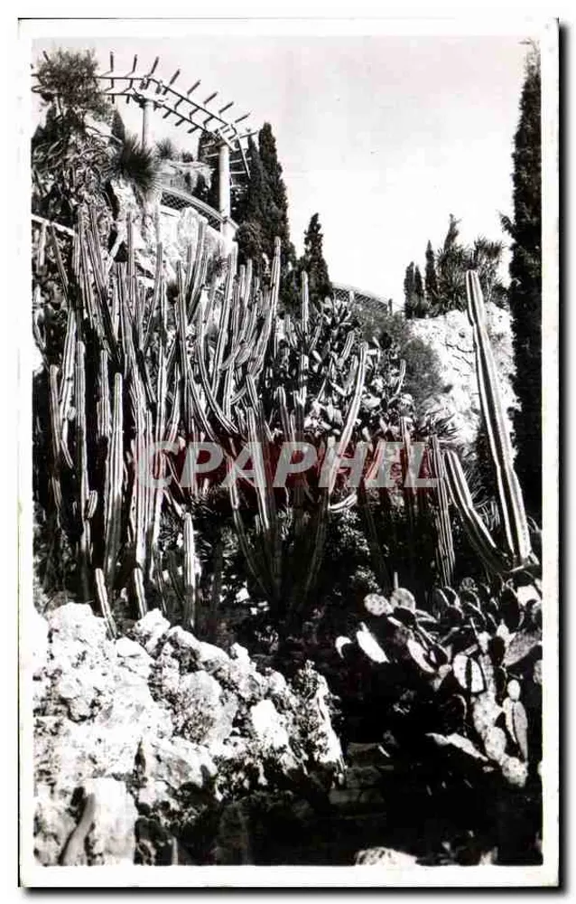 Monaco — Les Jardins Exotiques — Cercus et Opuntia divers - Vorderseite