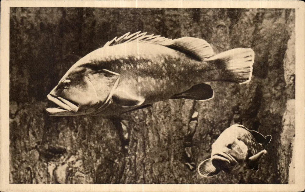 Fische im Aquarium — Ozeanografisches Museum von Monaco — Serie C n° 211 - Vorderseite