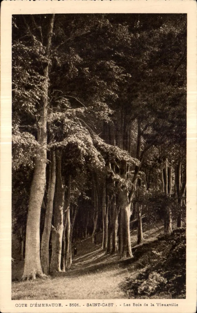 Die Wälder von Vieuxville — Küste von Émeraude, Saint-Cast — n° 3504 - Vorderseite