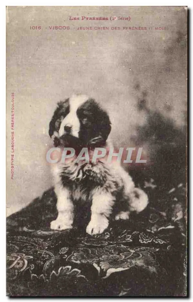 Junges Pyrenäen-Mountainhundewelpe — 1. Monat — Viscos — Phototypie Larochegne, Toulouse - Vorderseite
