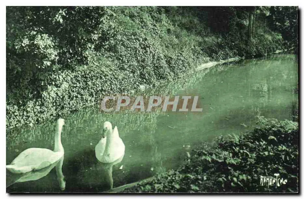Zwei Schwäne in einem Teich — Angoulême, Jardin Vert — Editions Artisticness Raymond Bergevin - Vorderseite