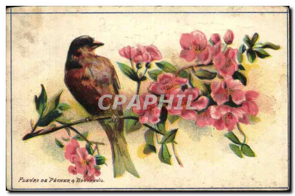 Pássaro em galho de pereiro em flor — Flores de Pereiro & Bouvreuril - Frente