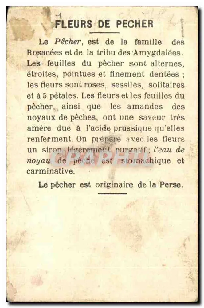 Pássaro em galho de pereiro em flor — Flores de Pereiro & Bouvreuril - Verso