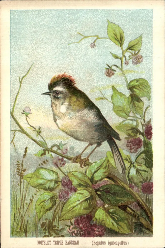 तीन बैंड वाला रोइटेल (Regulus ignicapillus) — प्रकाशक HEC - आगे