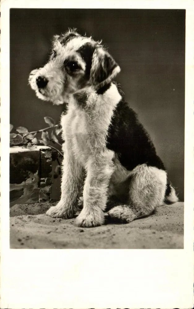 Chiot de race Fox Terrier — photo studio — éditeur 'Syngy' n° (8)115 - Frente