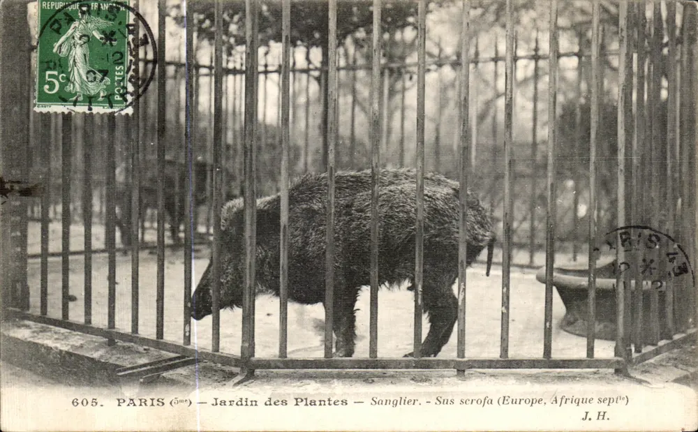 Paris (5ème) — Jardin des Plantes — Wildschwein — Sus scrofa (Europa, Afrika Sept.) — J.H. - Vorderseite