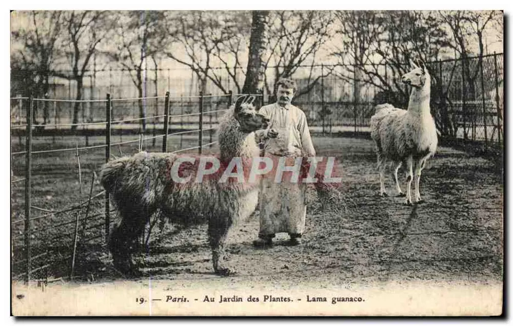 Paris - Am Jardin des Plantes - Lama guanaco - Vorderseite