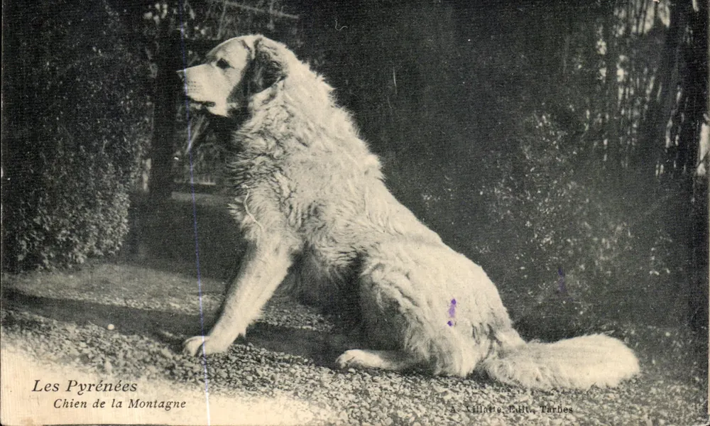 Bergschäferhund — Die Pyrenäen — A. Villatte, Verlag, Tarbes - Vorderseite