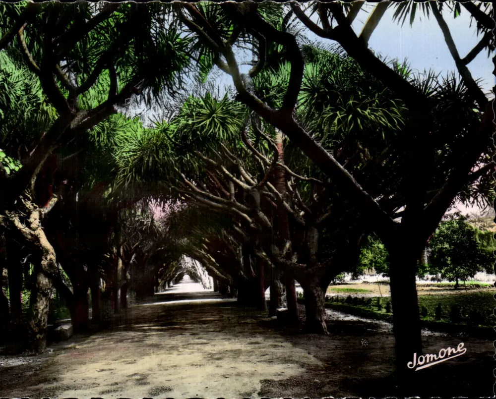 Algerien - Versuchsgarten - Avenue der Dracoena Draco — Edition Jomone - Vorderseite