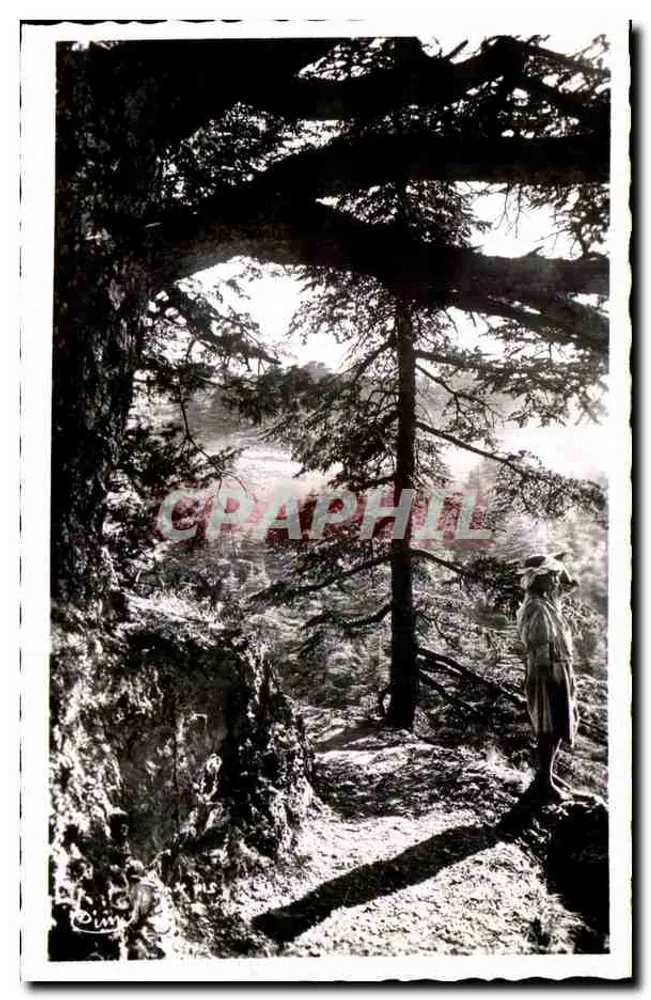 चिर-ए (अल्जीरिया) — ग्रीष्म छुट्टियों के लिए स्टेशन, ऊंचाई 1550 मीटर — चमिन एबेल के दृश्य - आगे