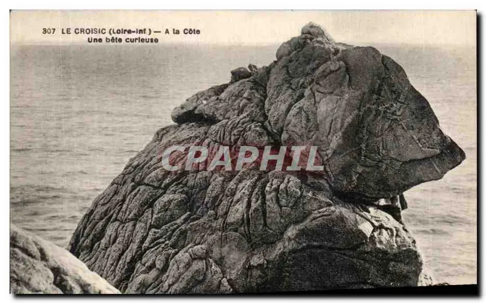 Le Croisic (Loire-Inf.) — Eine merkwürdige Kreatur an der Küste - Vorderseite