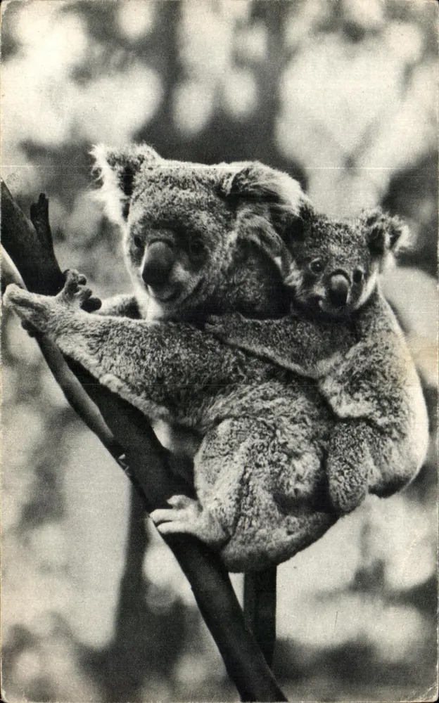 Weiblicher Koala und ihr Junge — COMITÉ NATIONAL DE L'ENFANCE, Paris - Vorderseite