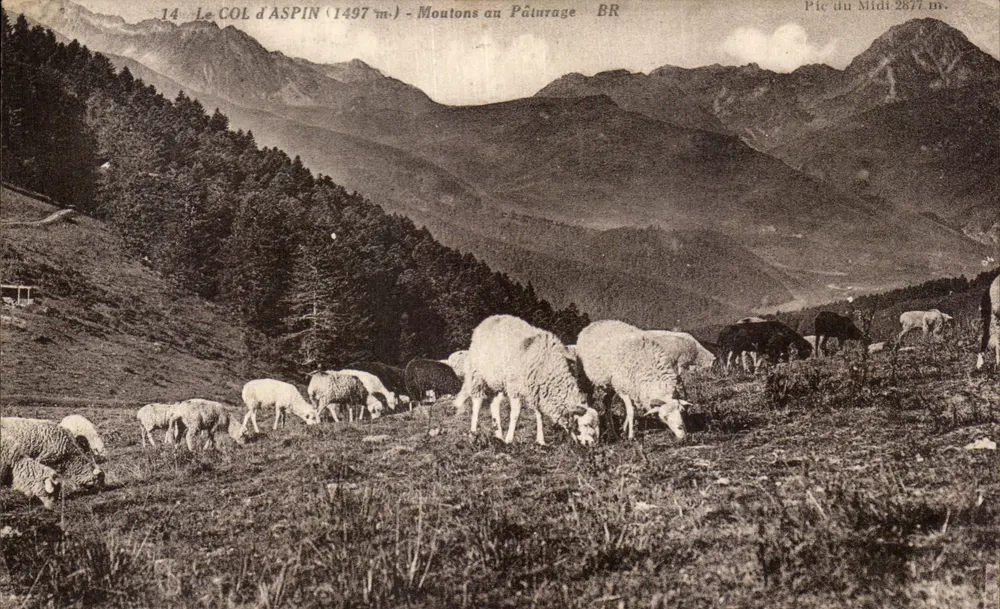Der COL d'ASPIN (1497 m) - Schafe auf der Weide — Bloc Frères, Verleger, Bordeaux - Vorderseite