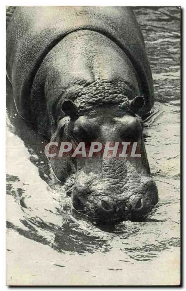 Um dos Hipopótamos — Museu Nacional de História Natural, Parque Zoológico do Bois de Vincennes — Foto 140 - Frente