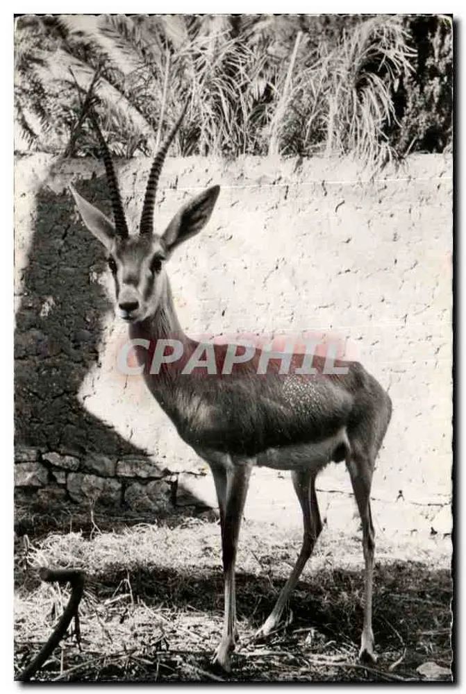 Gazelle dos desertos — Edições HOA-QUI — n° 1157 - Frente