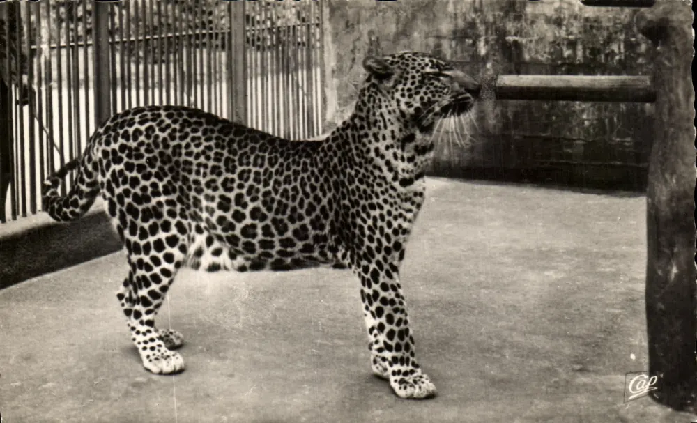 Lyon — Parque da Tête d'Or — A pantera - Frente