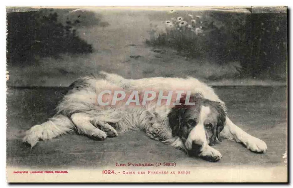 Pyrenäen-Hund im Ruhestand — Serie 1024 — Phototype Labeuche Frères, Toulouse - Vorderseite