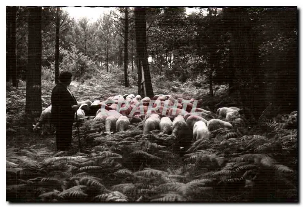 Weide in der Wald — Le Vieux Boucau (Landes) — Éditions Van Eyrouleau, Bordeaux - Vorderseite