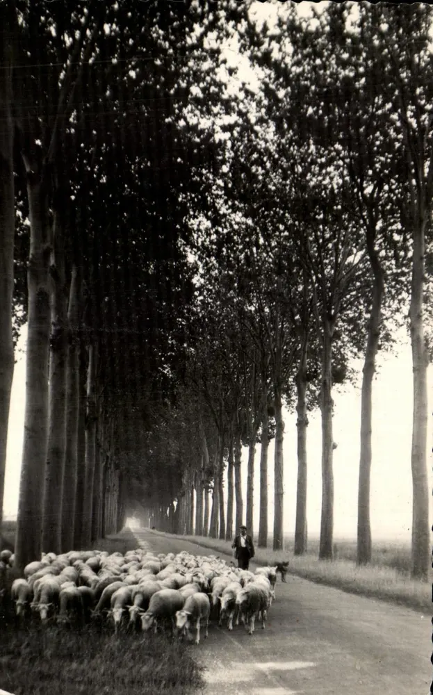 Entorno de VILLENEUVE s/ YONNE — Pastor con rebaño de ovejas bajo una avenida de árboles — Foto-Coll. IN. - Anverso