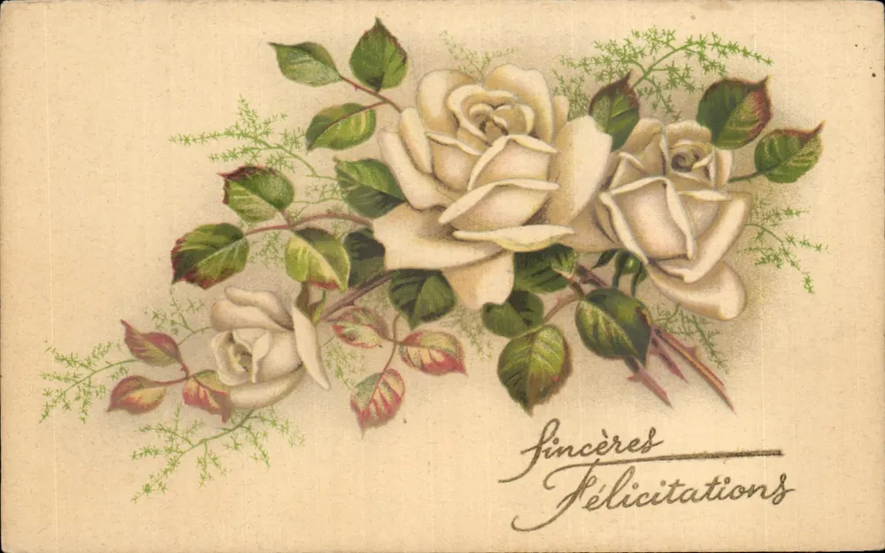 Weiße Rosen — Sincère Félicitations — M.D. Paris, Serie 3050 - Vorderseite
