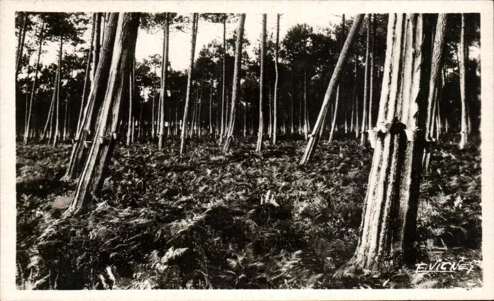 Tannenwald — Tannen flüstern bei Sonnenuntergang — E. Vicney - Vorderseite
