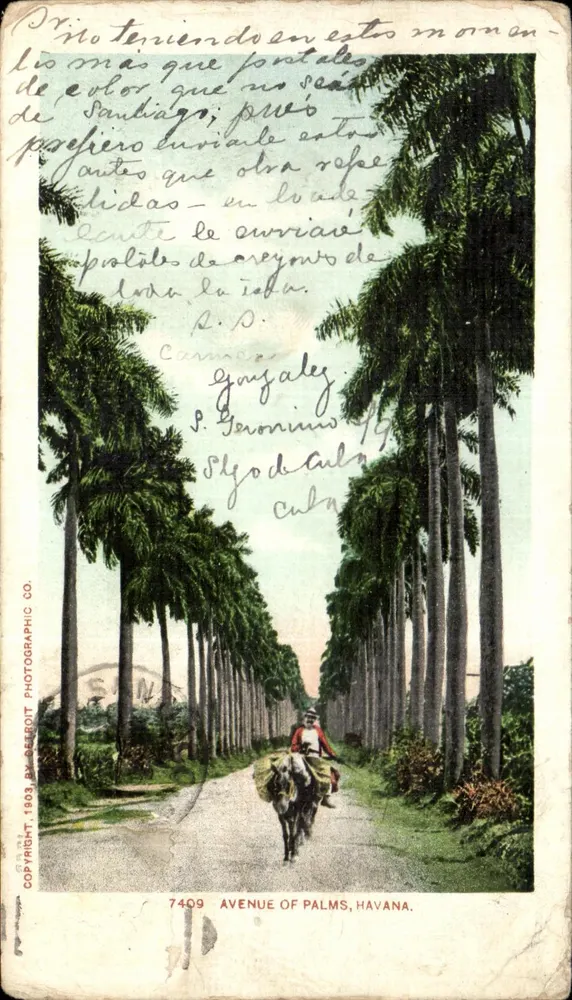 Avenue of Palms, Havana — farbig gestaltete Ansicht — Beeleroit Photographic Co. n°7409 - Vorderseite