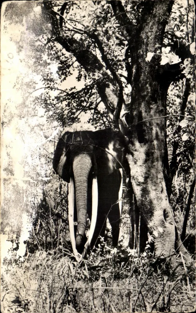 Éléphant mâle — scène forestière — Éditeur C.I.C.I.D. n°1505 - Awers